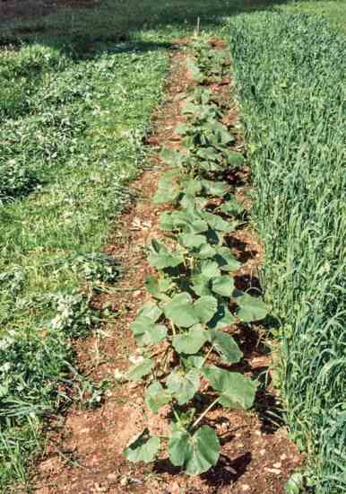 The oats and peas do not threaten the productivity of the squash until they are at full maturity.
